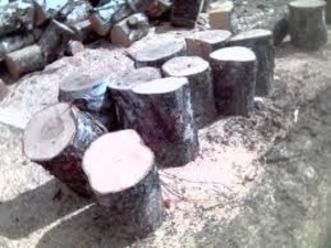 Куплю дрова фруктовые оптом грн.0