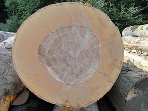 Необрезная доска бук грн.0