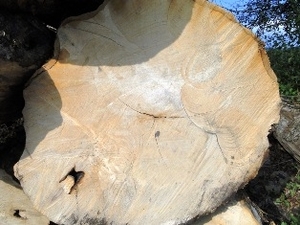 Необрезная доска граб грн.0