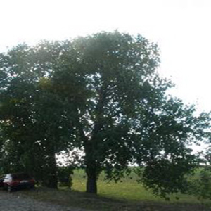 Ясен кругляк грн.0