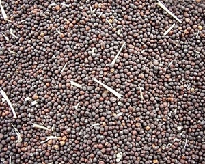 Мировые переходящие запасы рапса уменьшатся на 26% ##f_price|CURR_SIGN##