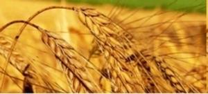 ВоронежАгро-2012 Крупнейший агропромышленный форум Черноземья (семнадцатый) ##f_price|CURR_SIGN##