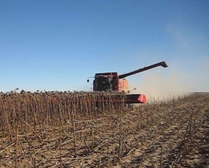В этом году показатели урожайности подсолнечника в Киевской области превосходят прошлогодние ##f_price|CURR_SIGN##