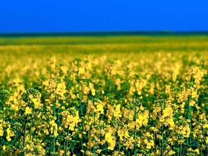 Refinery has 1500 tons of rapeseed oil for sale грн.0