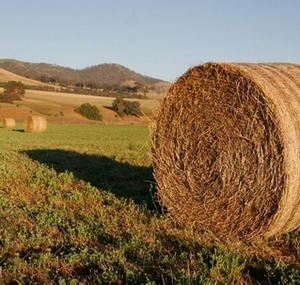 За два года спрос на украинские пеллеты из соломы увеличился в 3 раза грн.0