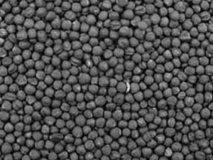 В Днепропетровской области объемы засеянного рапса превышают запланированные ##f_price|CURR_SIGN##