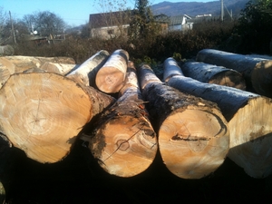 Продам бук кругляк, фанерный, 1 сорт грн.0