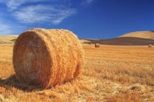 Солома пшеничная - 400 грн грн.0