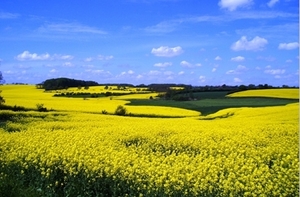 Потребление рапсового масла в Великобритании стремительно растет ##f_price|CURR_SIGN##