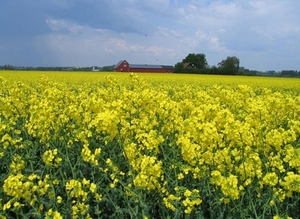 Производство рапсового масла на Украине подкорректируют технологии биотоплива второго поколения  ##f_price|CURR_SIGN##