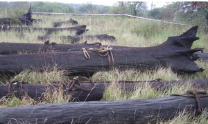 Предлагаю мореный дуб. Брус, доска - под заказ грн.700