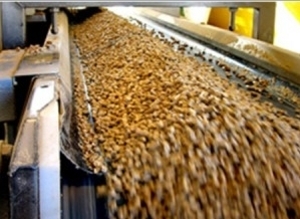 В ближайшие годы 90% украинского твердого биотоплива будут производить на экспорт грн.0