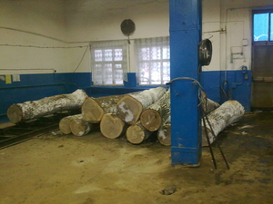 Прдам дуб кругляк 1 и 2  сорта грн.0