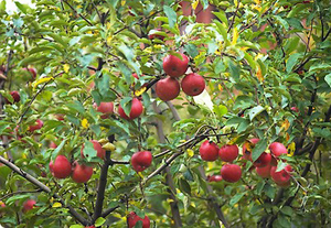 Продам древесный уголь грн.0