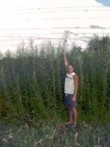 Саджанці енергетичної верби грн.0