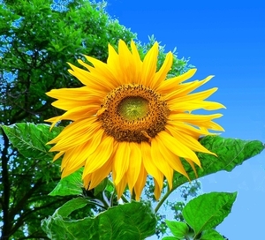 Куплю на экспорт пеллеты из лузги подсолнечника грн.0