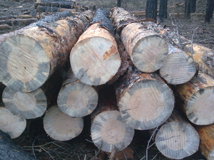 Пиловочник, кругляк сухостой грн.700