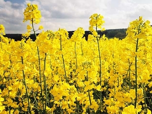 Европа перестанет покупать украинский рапс ##f_price|CURR_SIGN##