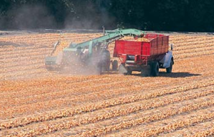 Прогнозируемый урожай подсолнечника на Украине увеличится на 3% ##f_price|CURR_SIGN##