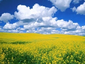 В Скадовском районе научились сохранять влагу для улучшения роста рапса ##f_price|CURR_SIGN##