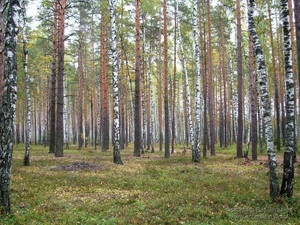 Куплю пиловник, кругляк, сосна, береза, осина, дуб грн.0
