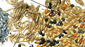 Закупаем отходы очистки и некондиционные масличные грн.0