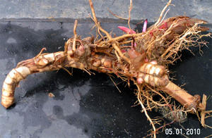 Куплю мискантус грн.0