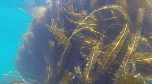 Производство биотоплива: в водорасях в 7-13 раз больше масел ##f_price|CURR_SIGN##