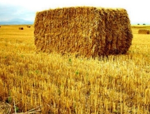 ТЭЦ на соломе заменят природный газ в Полтавской области ##f_price|CURR_SIGN##