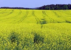Биопаливо из рапса будут производить в Северной Осетии ##f_price|CURR_SIGN##