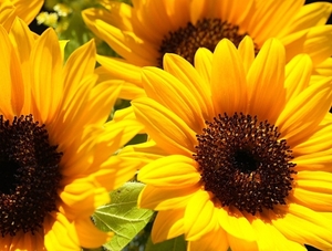 Купим деловые отходы подсолнечника грн.0