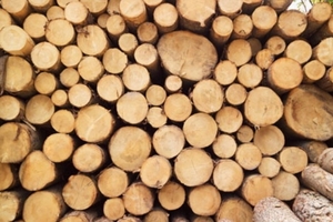 Теперь не вся древесная биомасса в Польше считается возобновляемым источником энергии ##f_price|CURR_SIGN##