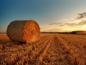 Биотопливную ТЭС мощностью 6 МВт построят на Львовщине ##f_price|CURR_SIGN##