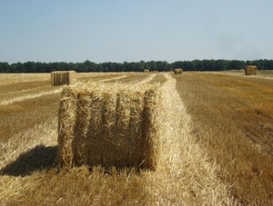 Биомасса обеспечивает 15% потребностей в тепловой энергии Европы ##f_price|CURR_SIGN##