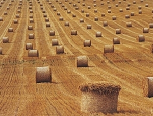 Соломенные пеллеты сэкономят 78 млн. 700 тыс. куб.м. в Крыму ##f_price|CURR_SIGN##