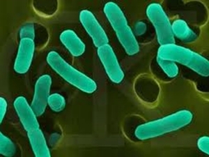 Бензин будут производить бактерии ##f_price|CURR_SIGN##