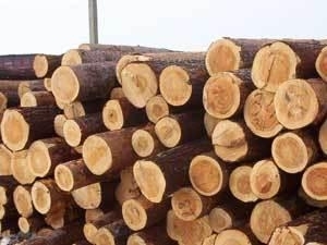 Технологический лес (столбики для забора) грн.650