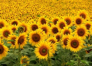 В Украине упало производство нерафинированного подсолнечного масла ##f_price|CURR_SIGN##