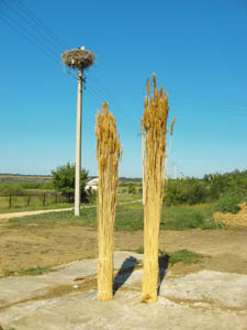 Отходы камыша грн.1