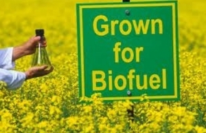 Польская компания закупит рапсовое масло грн.0