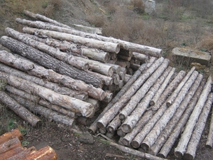 Продам дрова сосновые грн.0