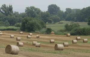 Соломенные пеллеты: число европейских импортеров в 2013 году сократилось вдвое ##f_price|CURR_SIGN##
