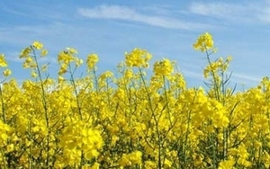 В 2013 Украина экспортировала рекордные объемы рапса – 1,5 млн. тонн ##f_price|CURR_SIGN##