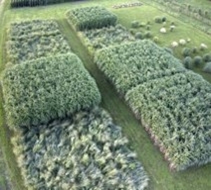 Продам мискантус гигантский в большом количестве грн.0