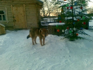 Строим деревянные дома грн.0