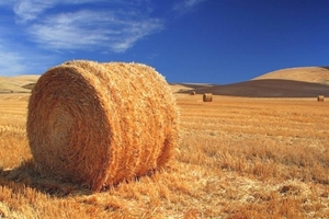 Продам солому оптом грн.0