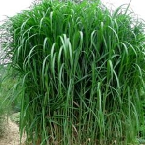 Выращивание Мискантуса  грн.2
