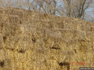 Солома в тюках грн.550