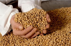 Урожай масличных культур в сезоне 2013/2014 превысил все ожидания ##f_price|CURR_SIGN##