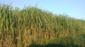 Ризомы мискантуса продам грн.0